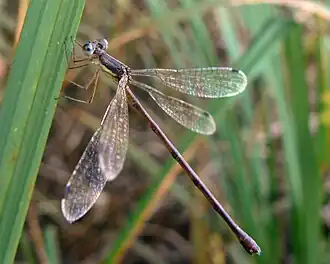 Lestes rectangularis