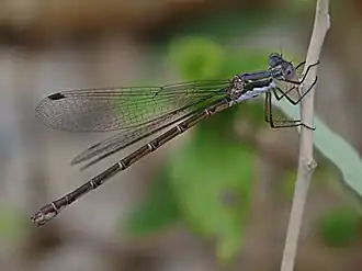 Lestes congener