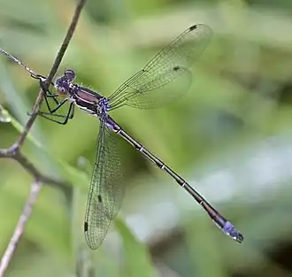 Lestes stultus