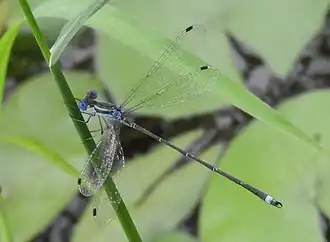 Lestes tenuatus