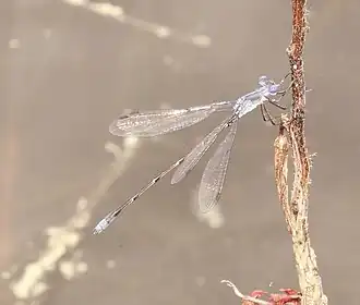Lestes vidua