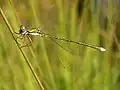 Tengere pantserjuffer (Lestes virens) ♂