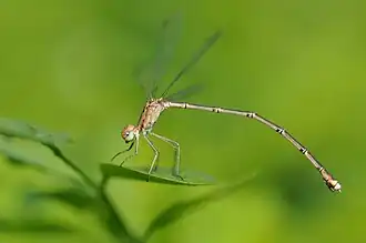 Lestes viridulus