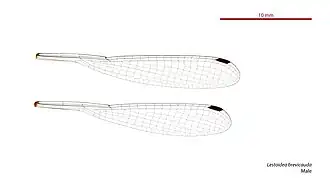Lestoidea brevicauda