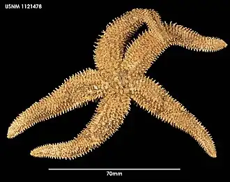 Lethasterias australis