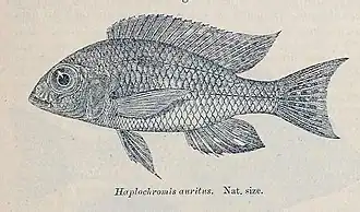 Lethrinops auritus