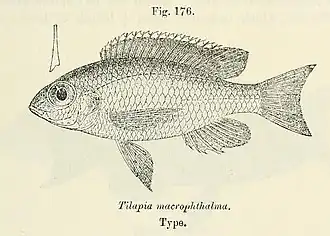 Lethrinops macrophthalmus