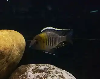 Lethrinops micrentodon