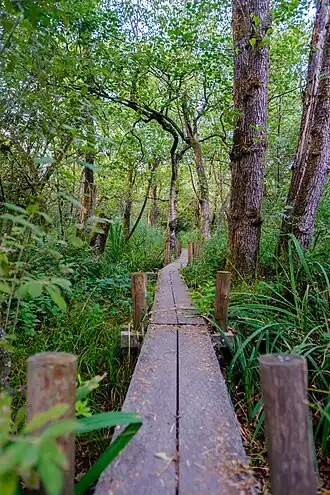Het vlonderpad in de Lettelberterpetten