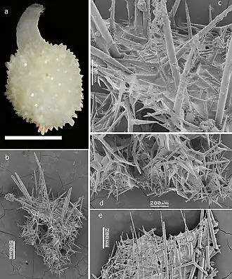 Leucandrilla wasinensis