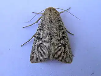 Leucania obsoleta Gestreepte rietuil