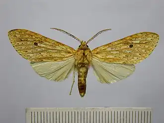 Leucanopsis boliviana