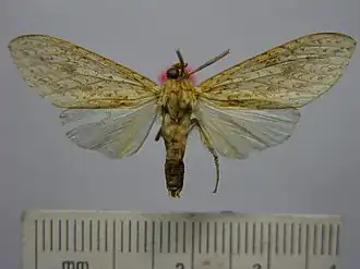 Leucanopsis flavorufa