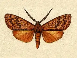 Leucanopsis moeschleri