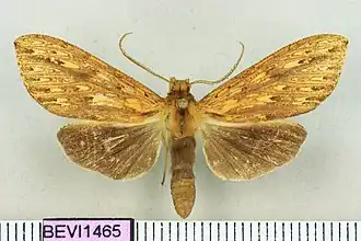 Leucanopsis nayapana