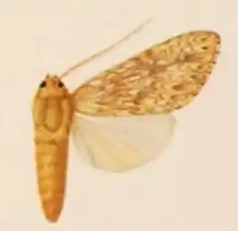 Leucanopsis nebulosa