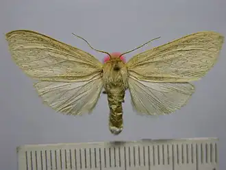 Leucanopsis perdentata