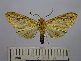 Leucanopsis quadrata