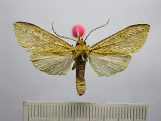 Leucanopsis stipulata