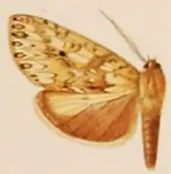 Leucanopsis subterranea