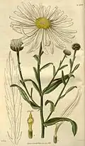 Najaarsmargriet, Leucanthemella serotina
