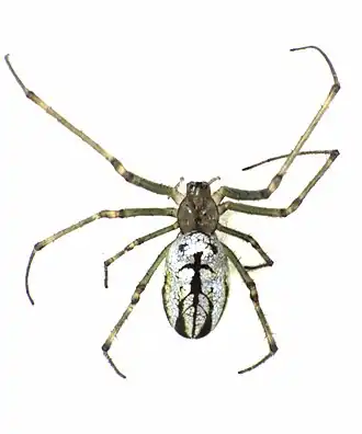 Leucauge dromedaria