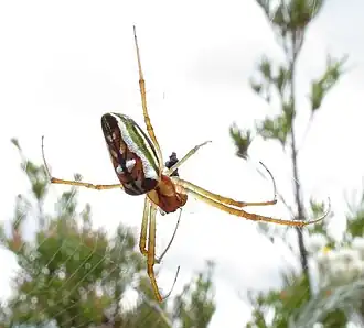 Leucauge festiva