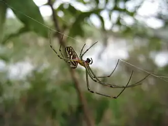 Leucauge granulata