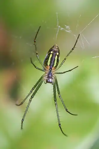 Leucauge magnifica