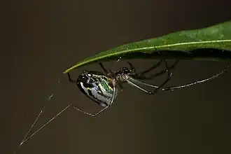 Leucauge volupis