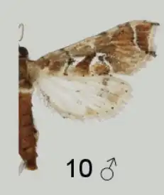 Leucinodes ugandensis