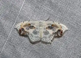 Leucoblepsis renifera