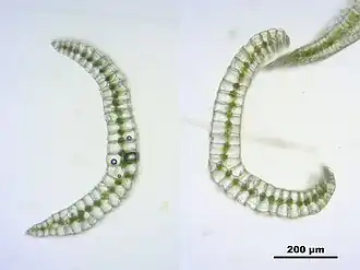 Kussentjesmos (Leucobryum glaucum): dwarse doorsnede van het blad