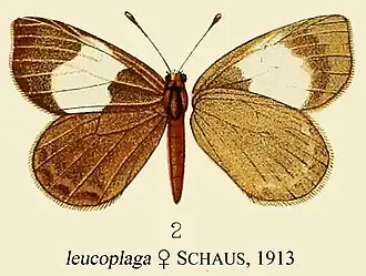 Corrachia leucoplaga