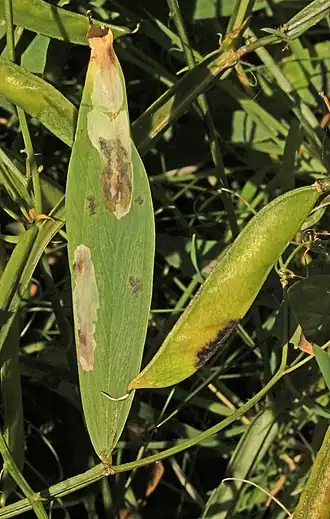 Leucoptera lathyrifoliella