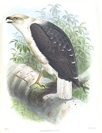 Kaups bonte buizerd