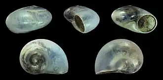 Leucorhynchia crossei