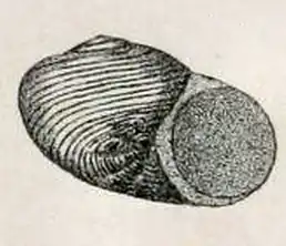 Leucorhynchia lirata