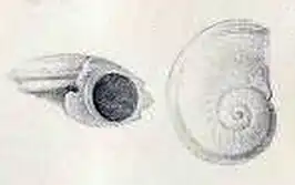 Leucorhynchia tricarinata