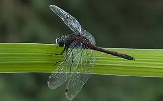 Leucorrhinia borealis