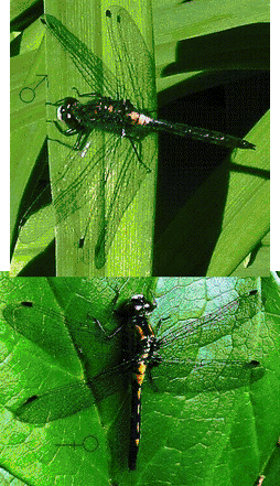 Leucorrhinia glacialis