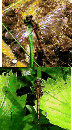 Leucorrhinia hudsonica