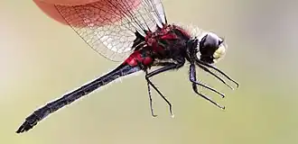 Leucorrhinia patricia