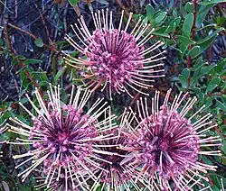 Leucospermum