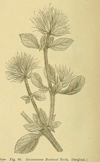 Leucosphaera (plant)