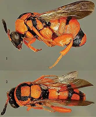 Leucospis aurantiaca