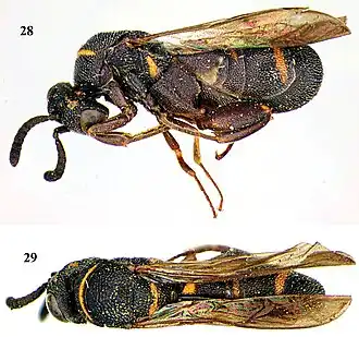 Leucospis yasumatsui