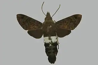 Leucostrophus commasiae