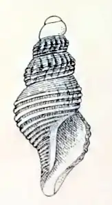 Leucosyrinx eremita