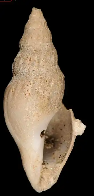 Leucosyrinx taludana